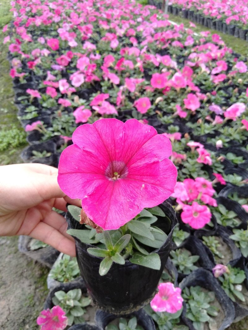 矮牵牛，小杯矮牵牛，矮牵牛种植基地大量批发