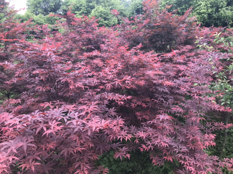 红枫.日本红舞姬，非青枫鸡爪槭美国红枫。