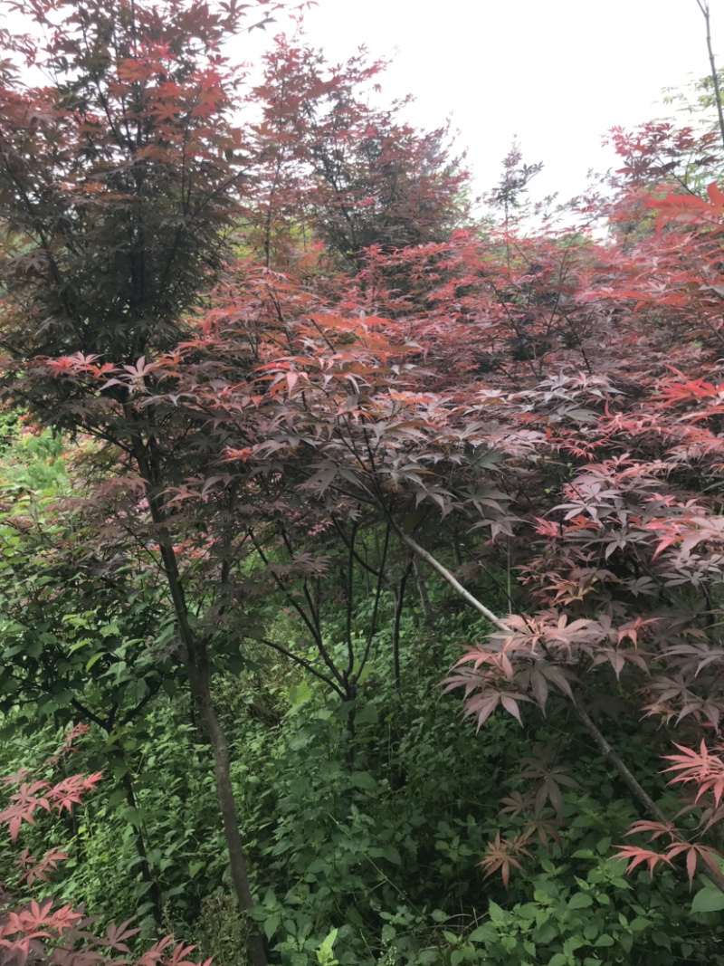 红枫.日本红舞姬，非青枫鸡爪槭美国红枫。