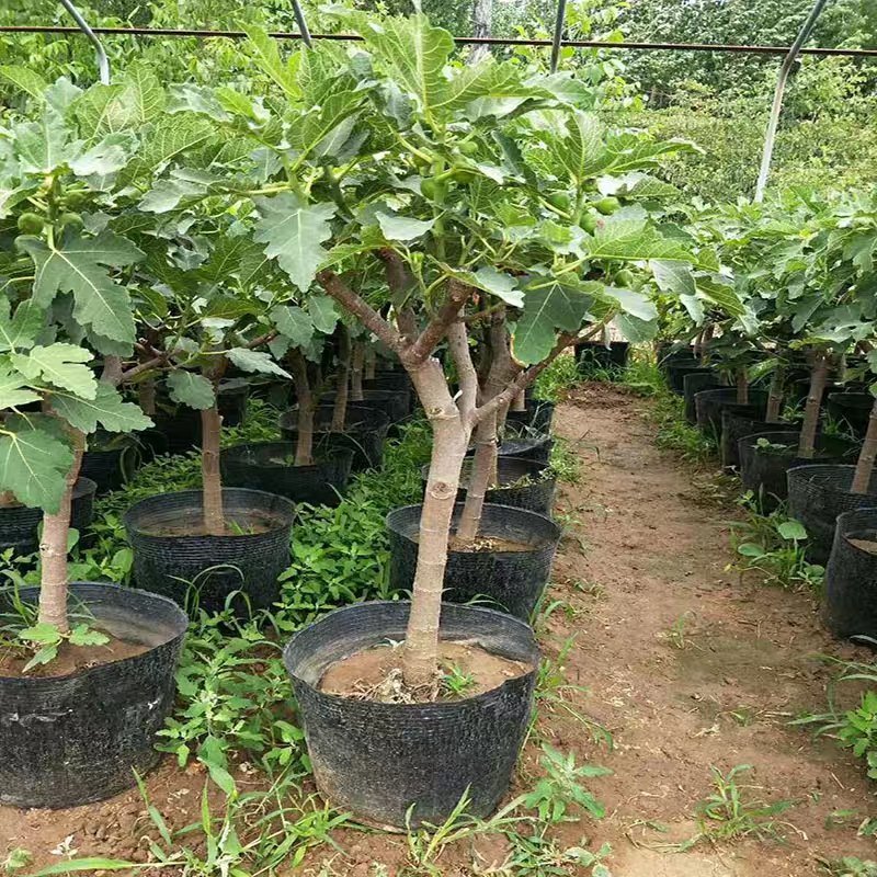 无花果苗盆栽矮化无花果苗包结果带原土发货