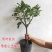 无花果苗盆栽矮化无花果苗包结果带原土发货