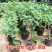 无花果苗盆栽矮化无花果苗包结果带原土发货