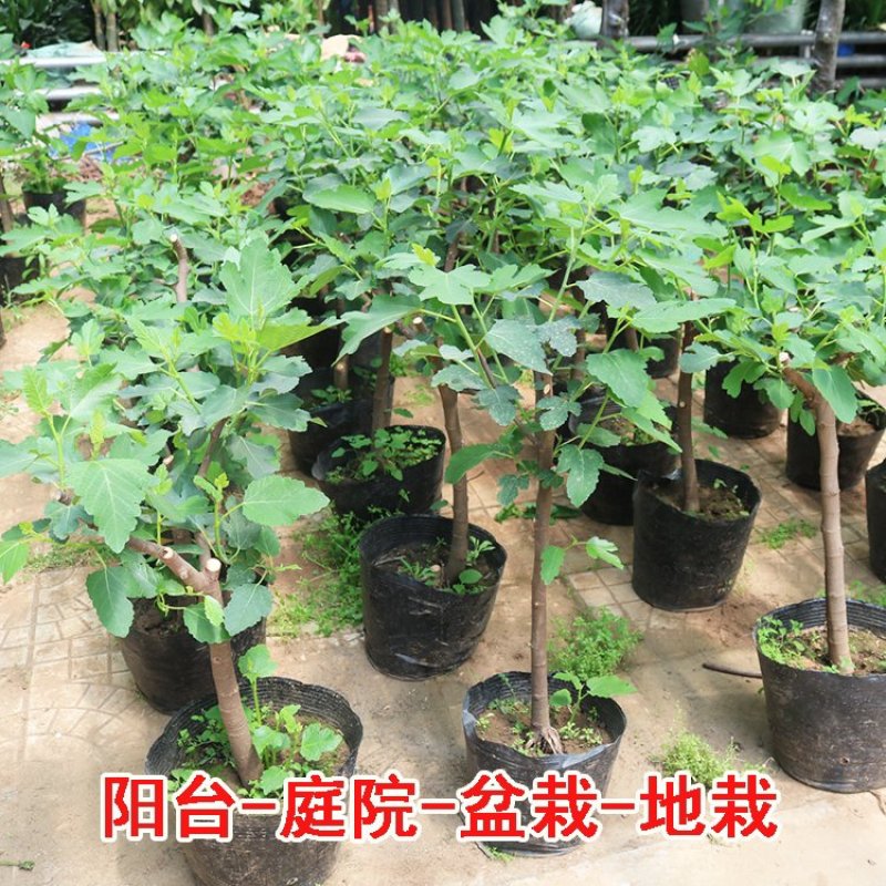 无花果苗盆栽矮化无花果苗包结果带原土发货