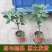 无花果苗盆栽矮化无花果苗包结果带原土发货