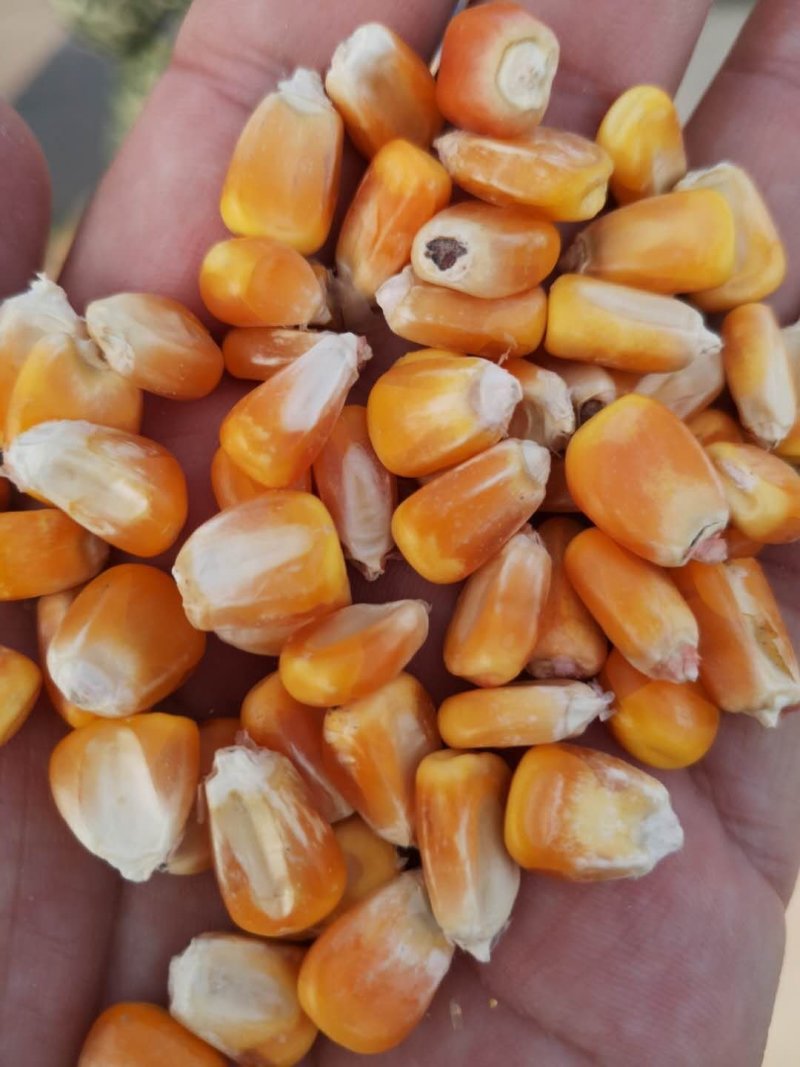 新干玉米大量有货包米包谷烘干玉米漂亮玉米包装玉米