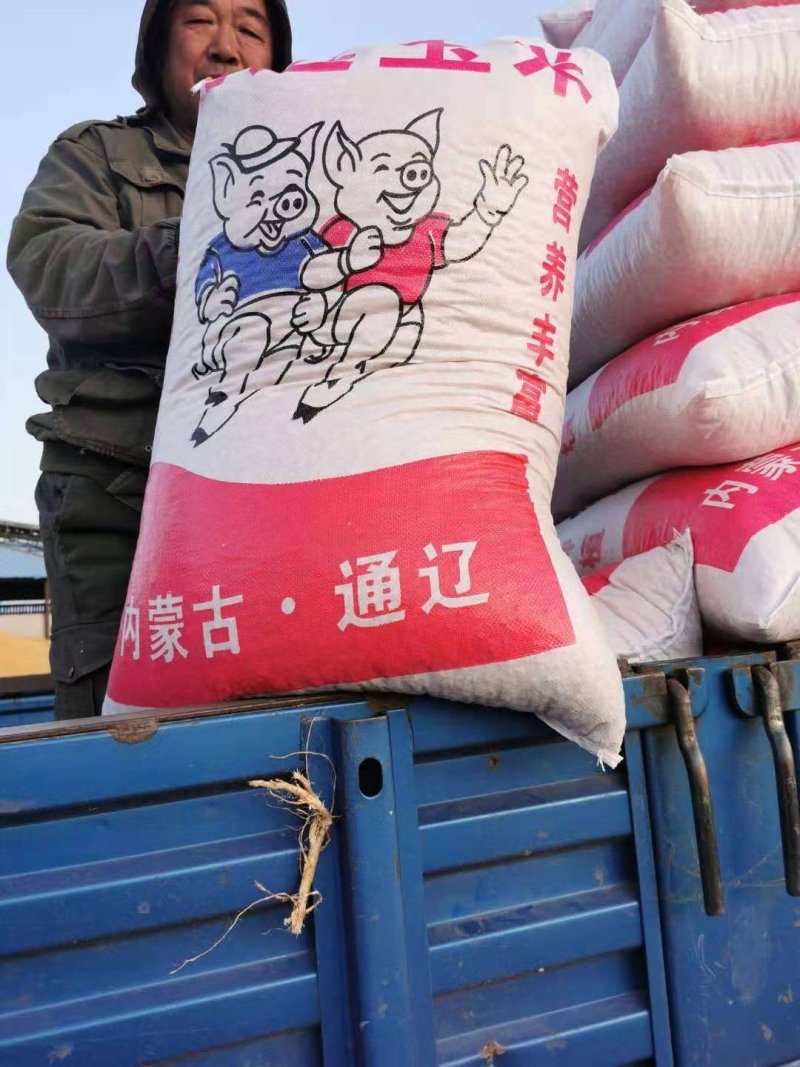 新干玉米大量有货包米包谷烘干玉米漂亮玉米包装玉米