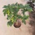 无花果苗盆栽矮化无花果苗包结果带原土发货