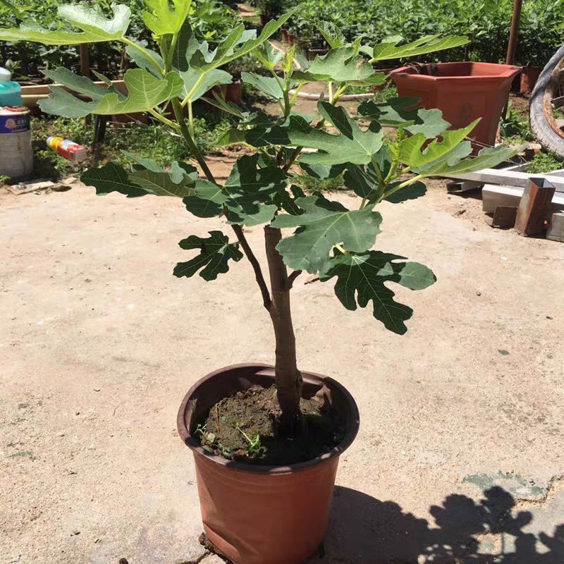 无花果苗盆栽矮化无花果苗包结果带原土发货