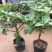 无花果苗盆栽矮化无花果苗包结果带原土发货