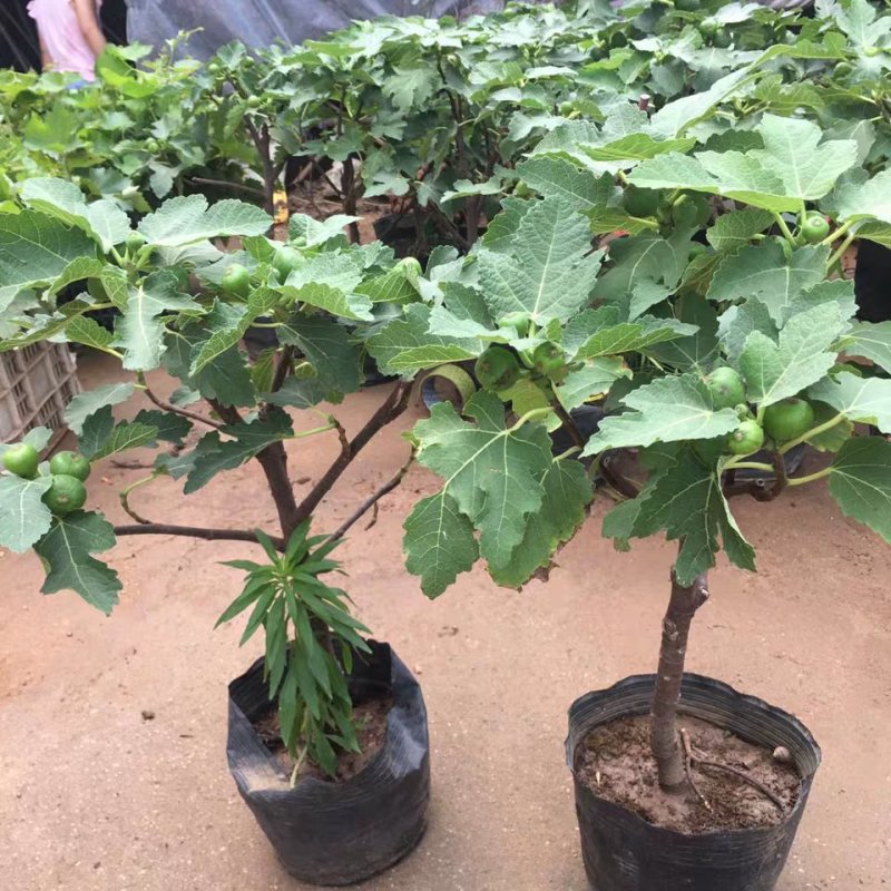 无花果苗盆栽矮化无花果苗包结果带原土发货