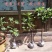 无花果苗盆栽矮化无花果苗包结果带原土发货