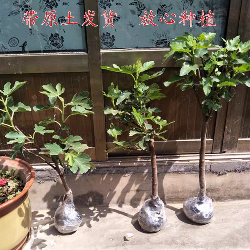 无花果苗盆栽矮化无花果苗包结果带原土发货