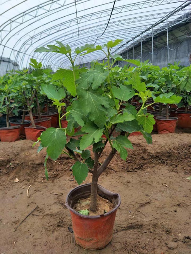 无花果苗盆栽矮化无花果苗包结果带原土发货