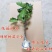 无花果苗盆栽矮化无花果苗包结果带原土发货
