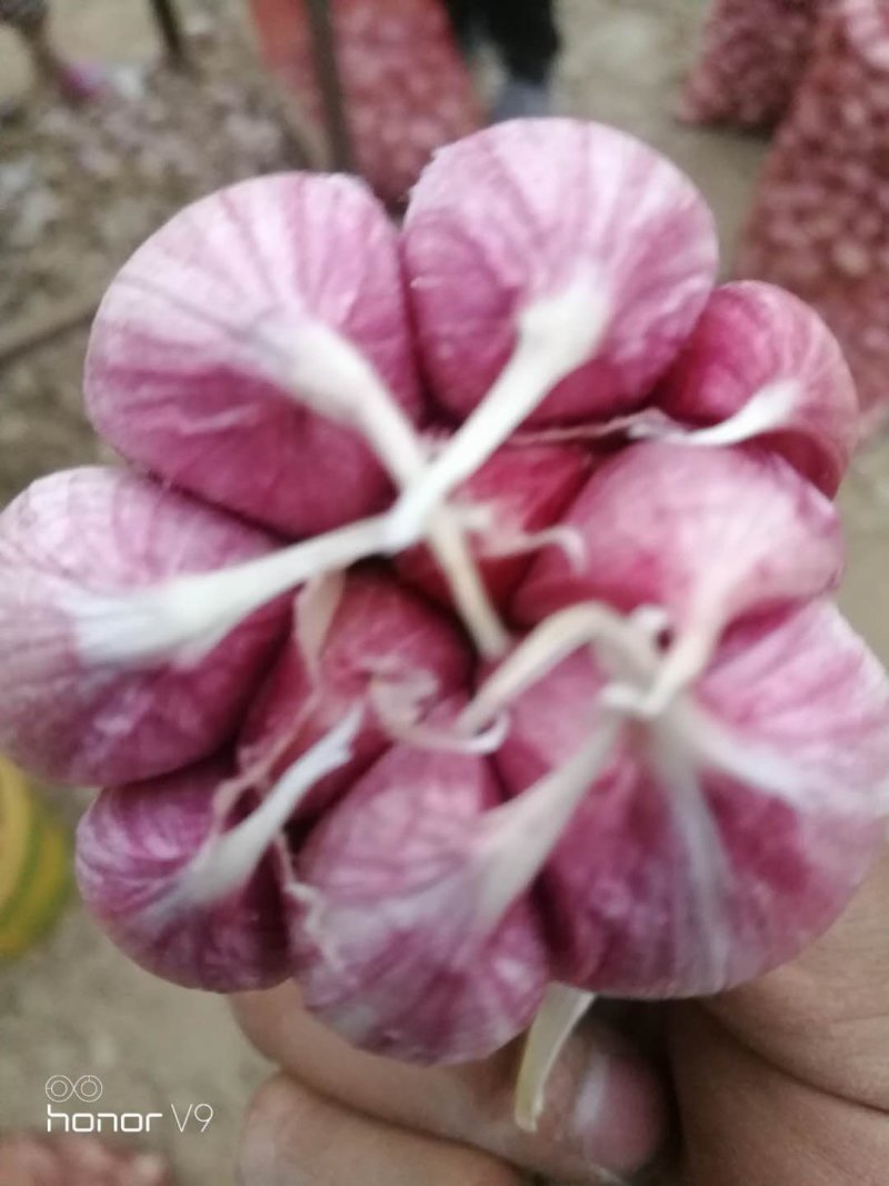 河南紫皮蒜，鲜蒜，干蒜，产地直供常年供货。