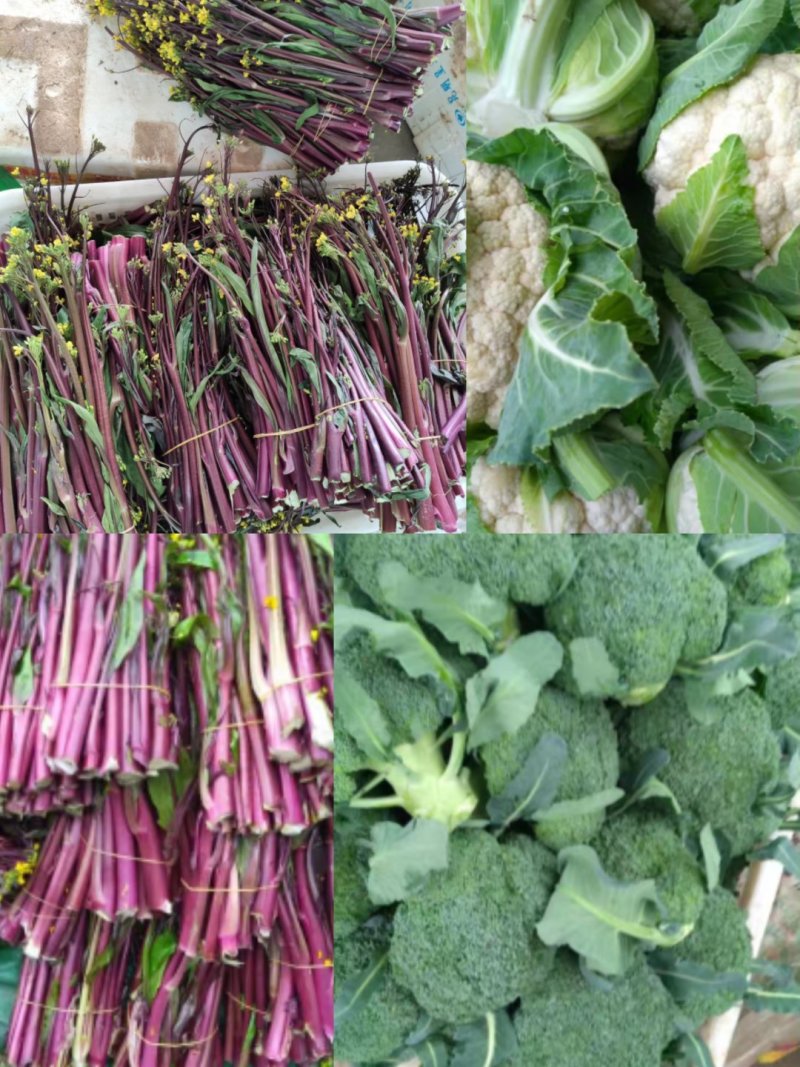 红菜苔小叶亮红～西蓝花量大苔红梗粗，可打泡沫箱