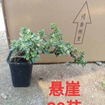 六月雪悬崖