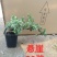 六月雪悬崖