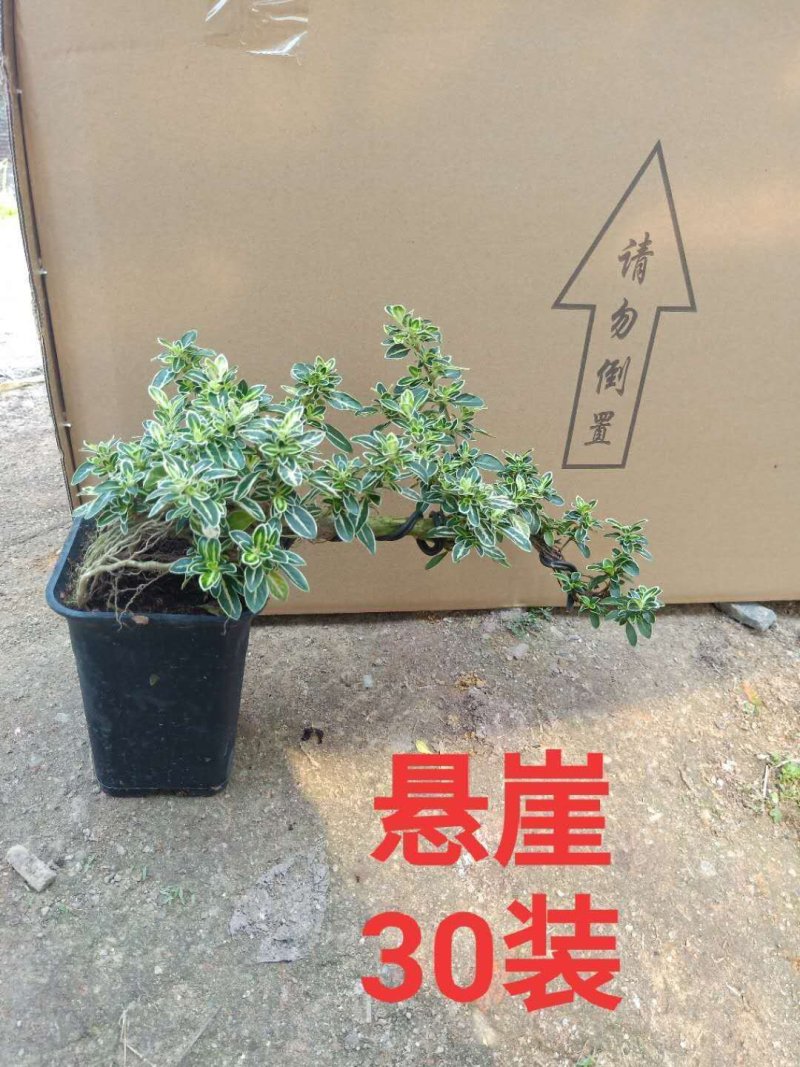 六月雪悬崖