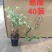 六月雪悬崖