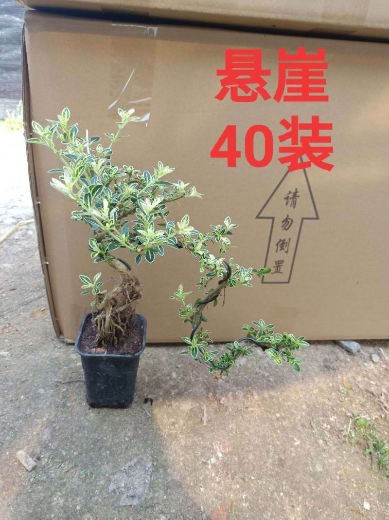 六月雪悬崖