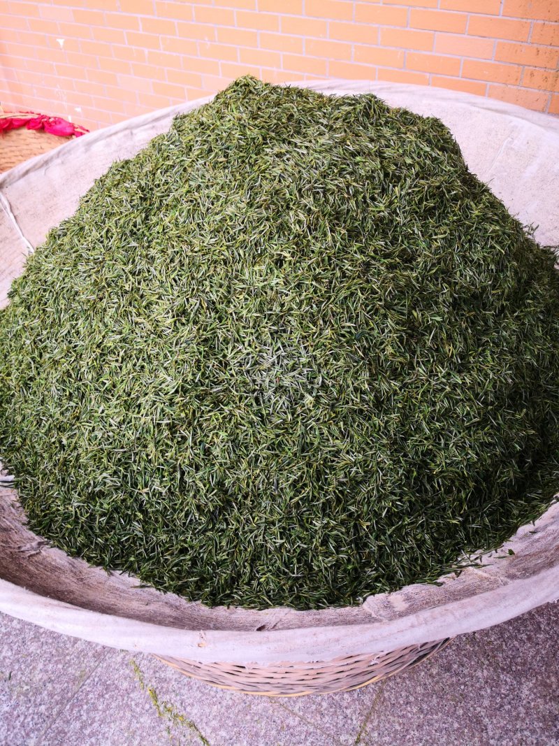 2023年霍山黄芽