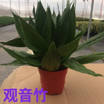 观音竹48装