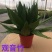 观音竹48装