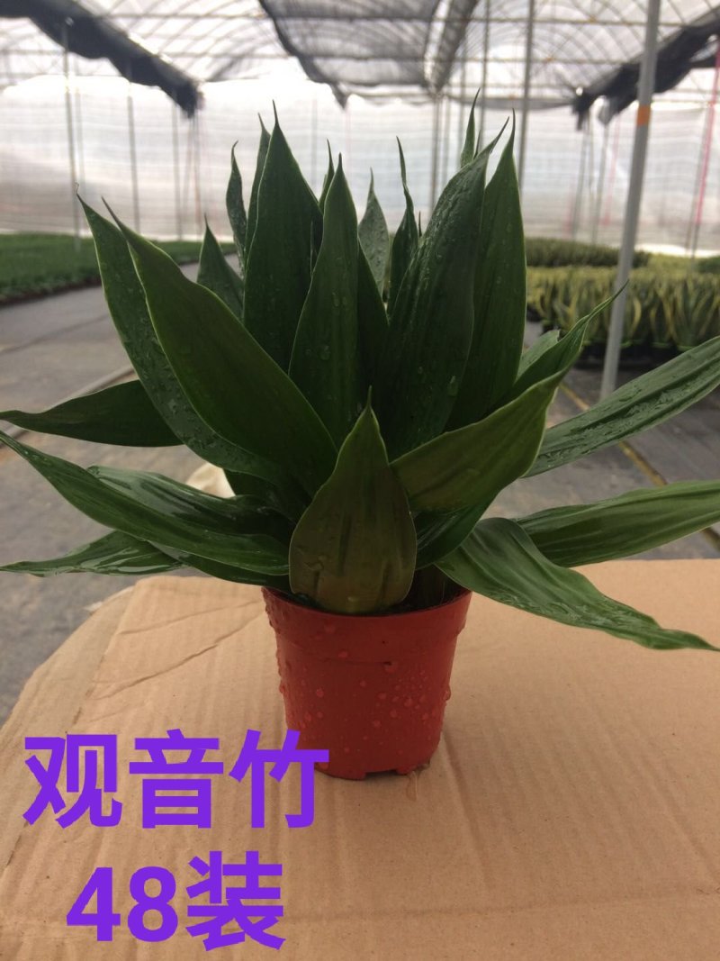 观音竹48装