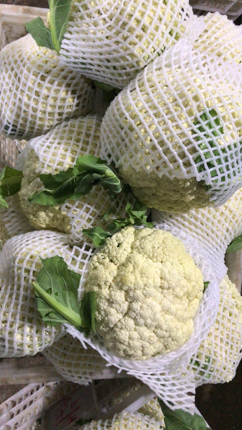 湖北有机花菜青梗白面支持视频在线看货，线上交易