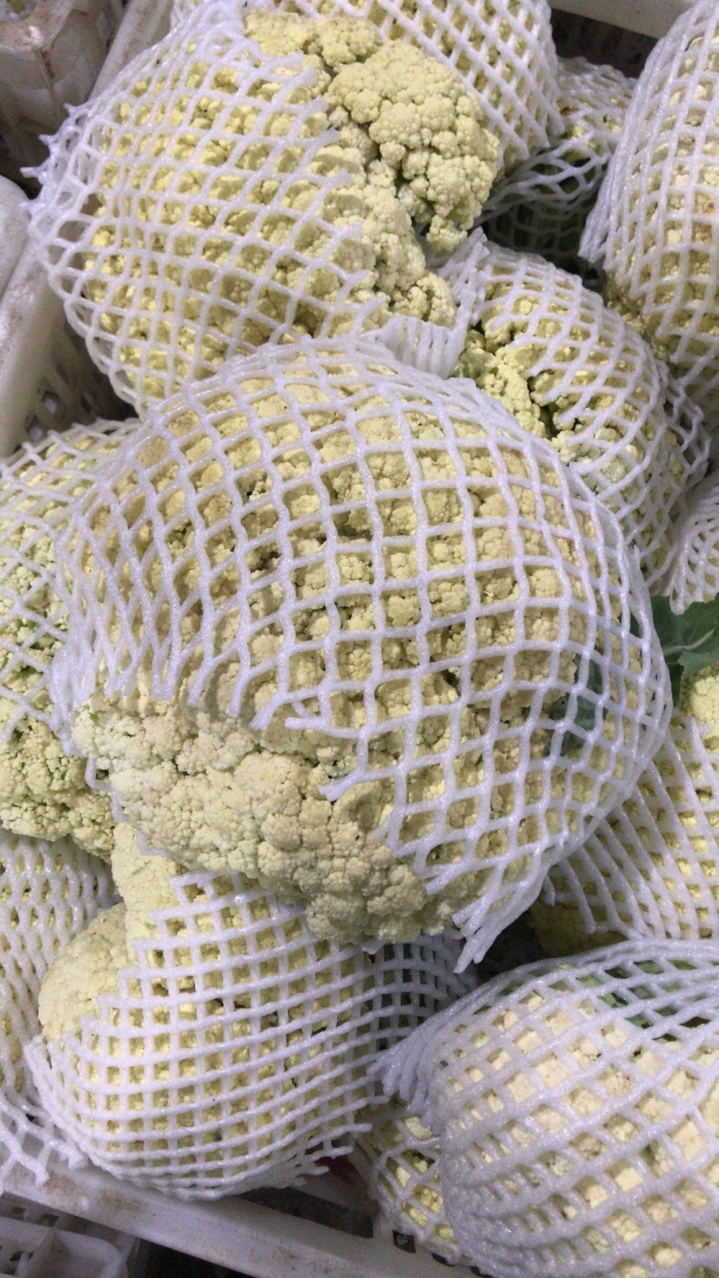 湖北有机花菜青梗白面支持视频在线看货，线上交易