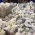湖北有机花菜青梗白面支持视频在线看货，线上交易