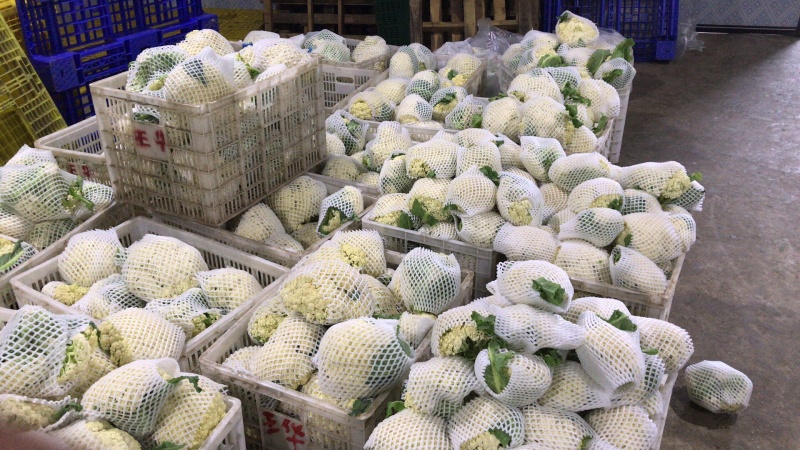 湖北有机花菜青梗白面支持视频在线看货，线上交易