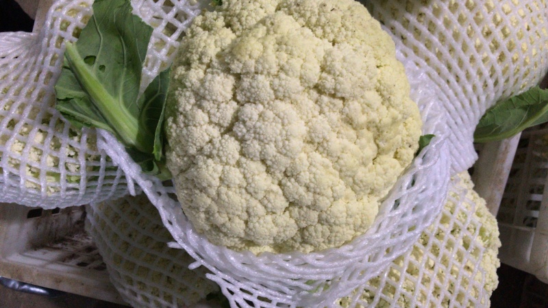 湖北有机花菜青梗白面支持视频在线看货，线上交易