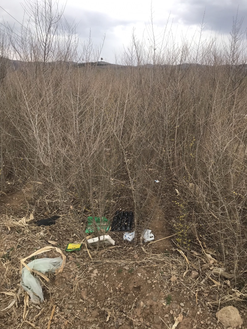 金叶榆（地接）辽宁省凌源市绿源苗木种苗基地直供，工程绿化