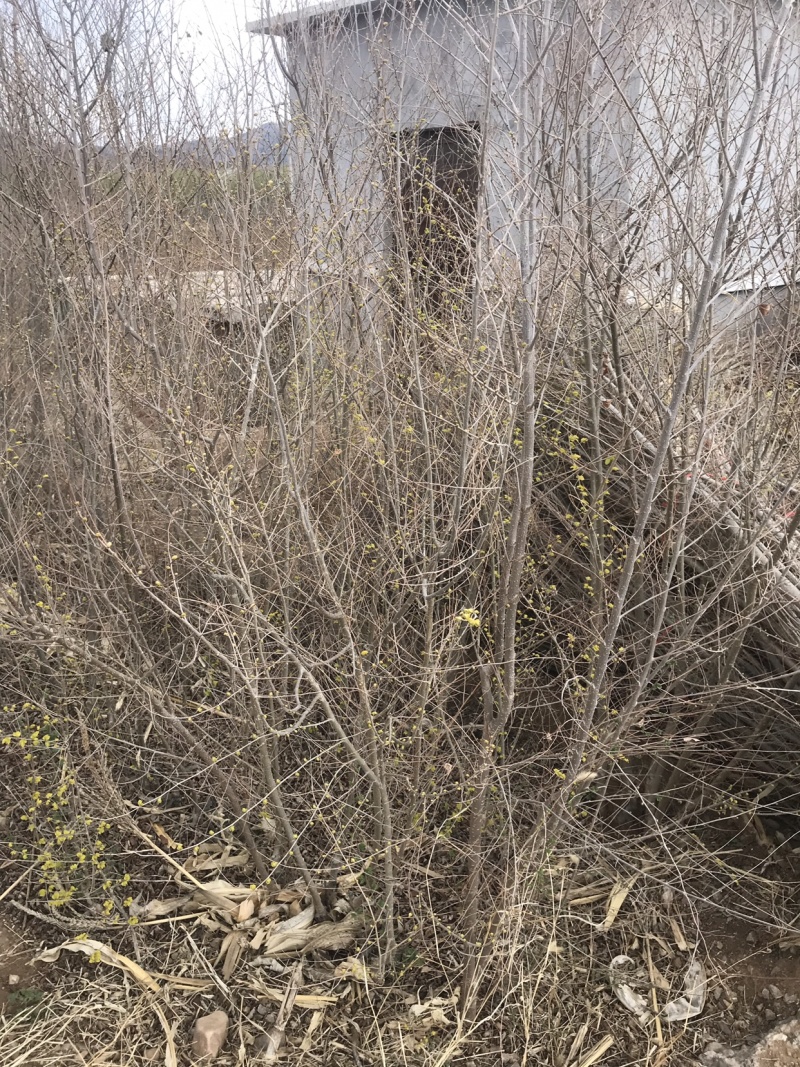 金叶榆（地接）辽宁省凌源市绿源苗木种苗基地直供，工程绿化