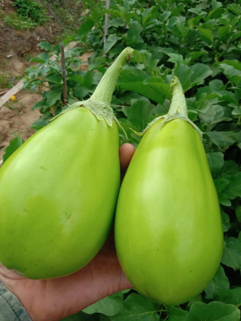 青茄大棚茄子基地直发量大从优全国发货