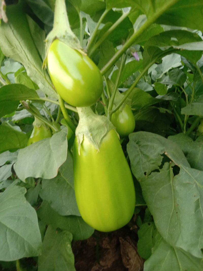 青茄大棚茄子基地直发量大从优全国发货