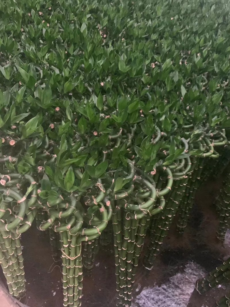 转运竹带根水培绿植办公桌小盆栽水养