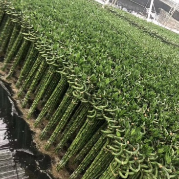 转运竹带根水培绿植办公桌小盆栽水养