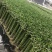 转运竹带根水培绿植办公桌小盆栽水养