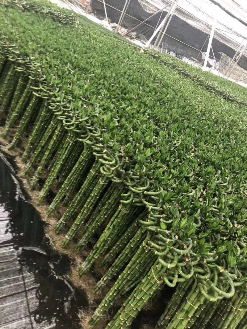 转运竹带根水培绿植办公桌小盆栽水养