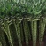 转运竹带根水培绿植办公桌小盆栽水养