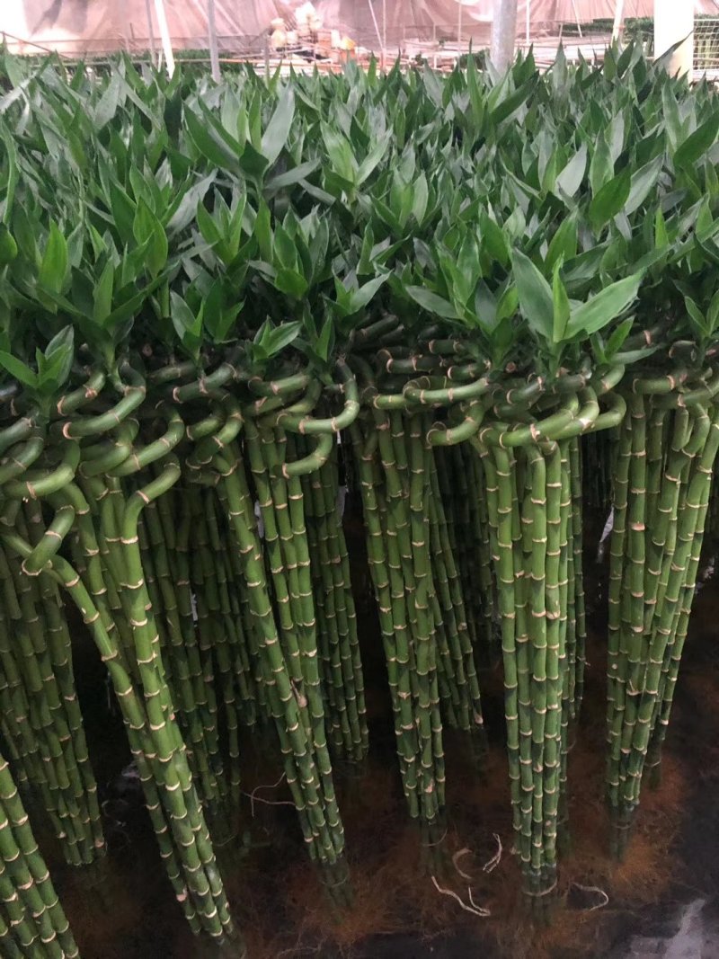 转运竹带根水培绿植办公桌小盆栽水养