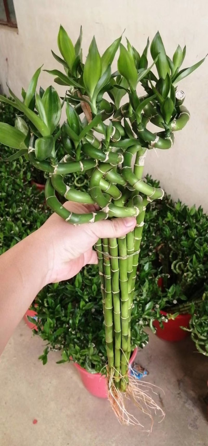 转运竹带根水培绿植办公桌小盆栽水养