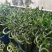 转运竹带根水培绿植办公桌小盆栽水养