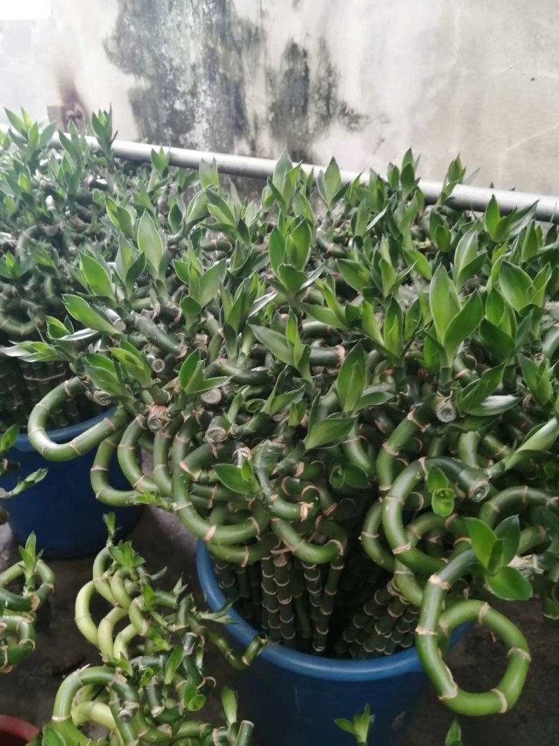 转运竹带根水培绿植办公桌小盆栽水养
