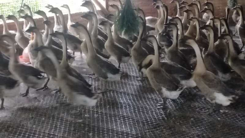 广东马岗鹅180天地通老鹅