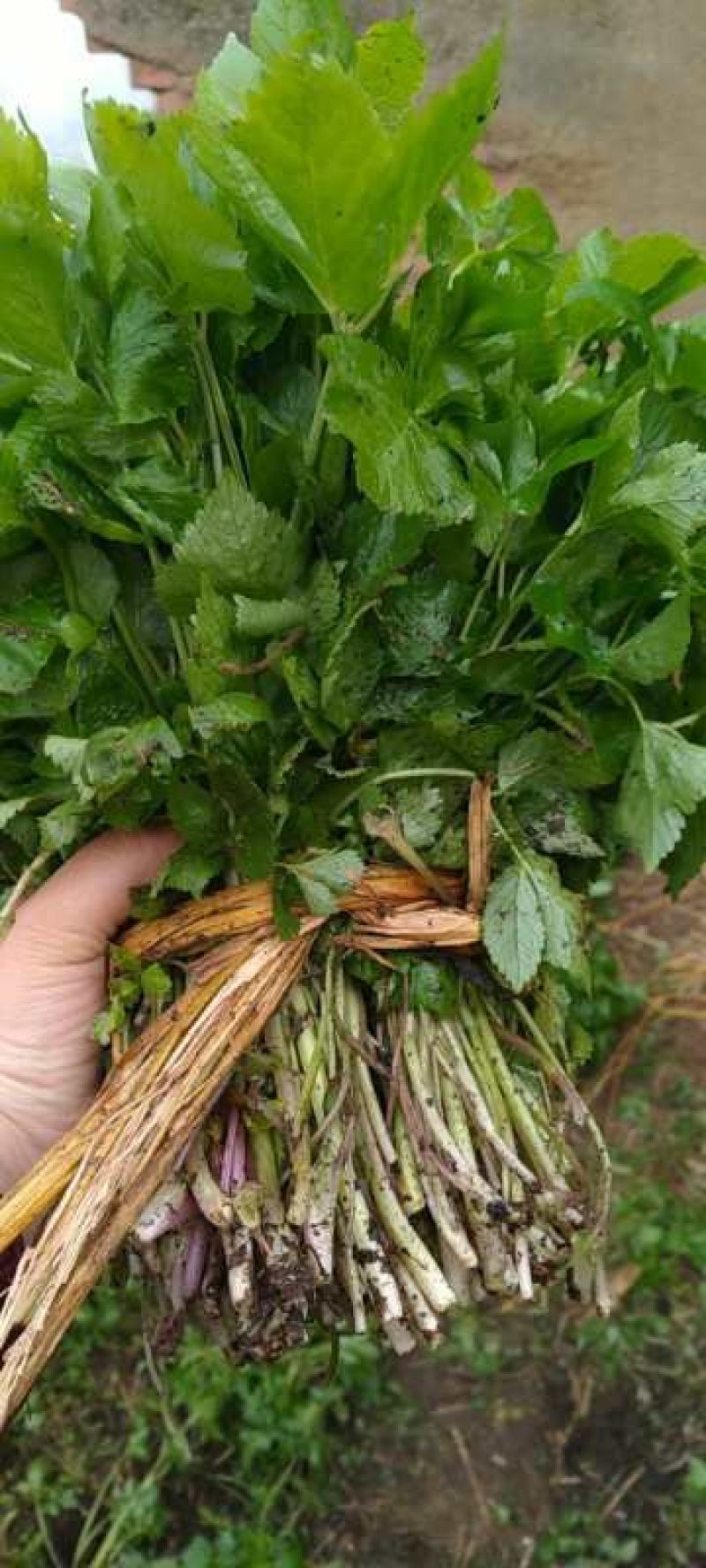 大叶芹，野生大叶芹，东北野菜，山菜