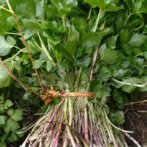 大叶芹，野生大叶芹，东北野菜，山菜